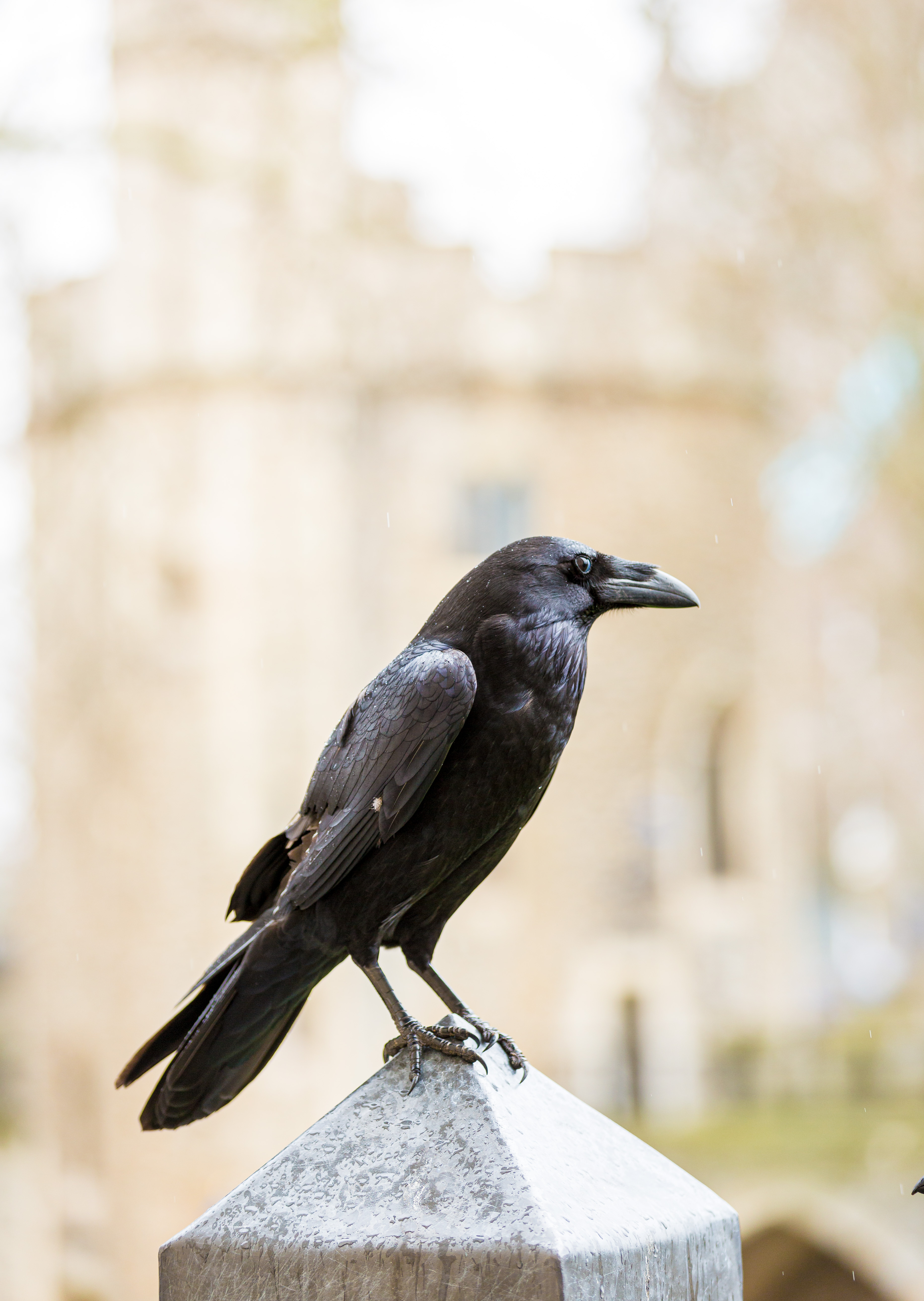Black crow at the Tower of London