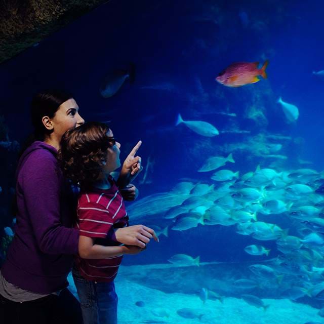 Mum and kid at SEA LIFE London Aquarium
