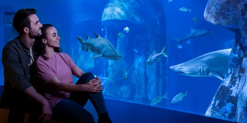 A couple enjoying the look of fish at Sea Life London Aquarium 